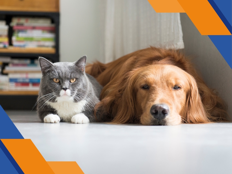 Seguro de Vida Animal